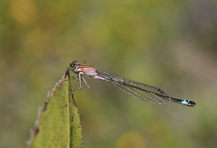 Ischnura genei